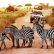 Illustration for article titled Nothing good comes of taking photos on safari hunts, just ask these ex-grocery managers